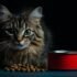 Orijen Original Cat